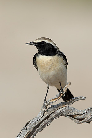 Desert Wheatear