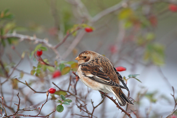 Snow Bunting