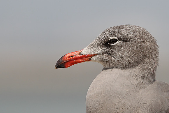 Heermann's Gull