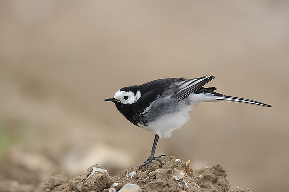 Pied Wagtail