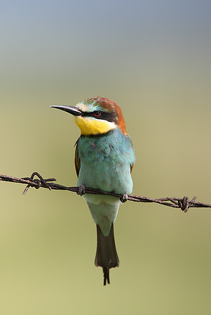 European Bee-eater