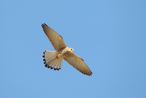 Lesser Kestrel