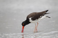 American Oystercatcher