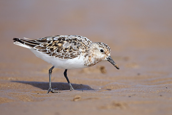 Sanderling