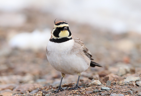Atlas Shore Lark