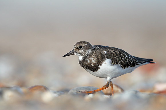 Turnstone