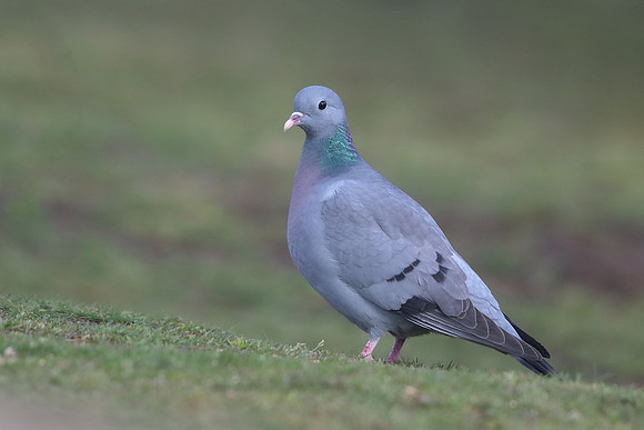 Stock Dove