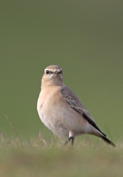 Isabelline Wheatear
