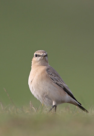 Isabelline Wheatear