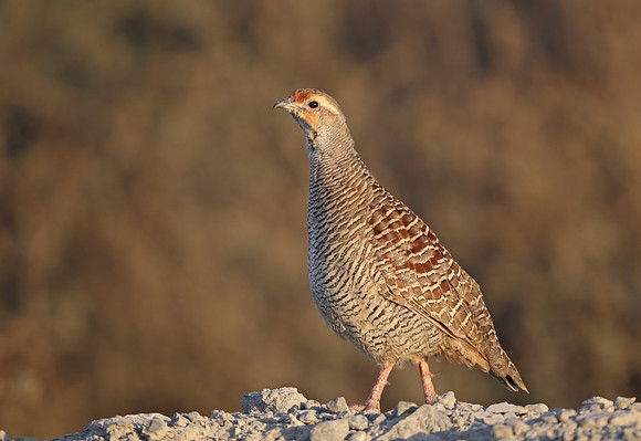 Grey Francolin