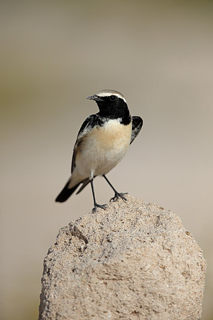 Desert Wheatear