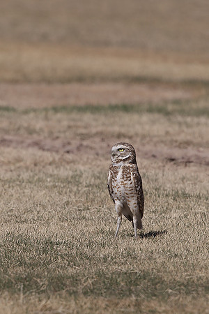 Burrowing Owl