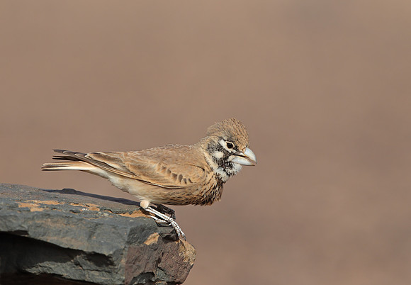 Thick-billed Lark