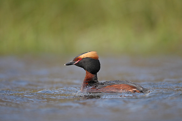 Slavonian Grebe