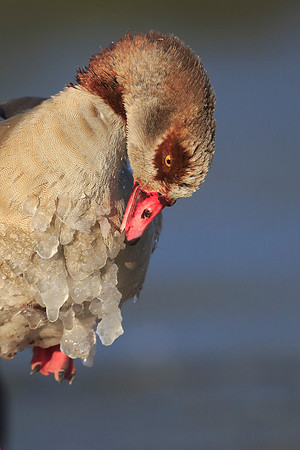 Egyptian Goose