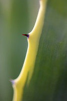 Agave