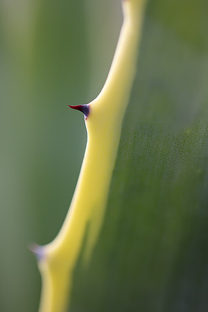 Agave