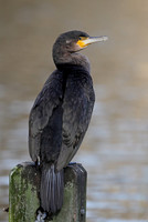 Gannets and Cormorants