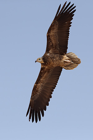 Egyptian Vulture
