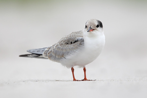 Common Tern