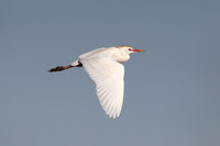 Cattle Egret