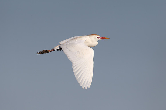 Cattle Egret