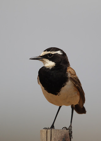 Capped Wheatear