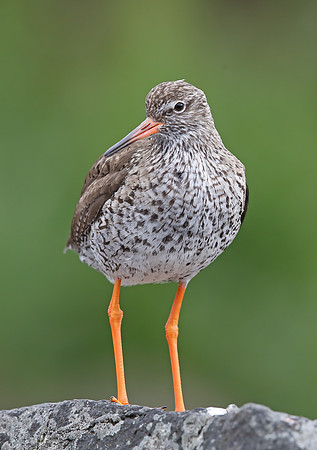 Redshank