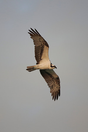 Osprey