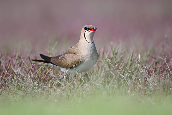 Collared Pratincole