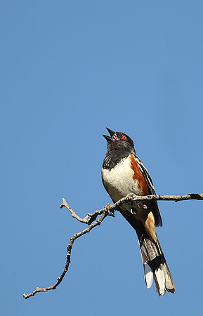 Spotted Towhee