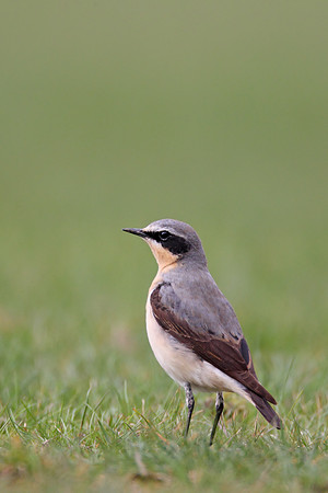 Northern Wheatear