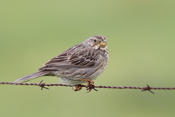 Corn Bunting