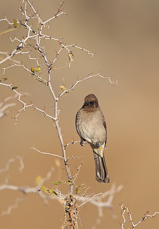 Common Bulbul