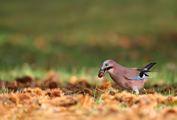 Jay