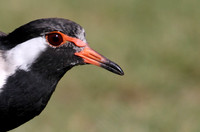Red-wattled Lapwing