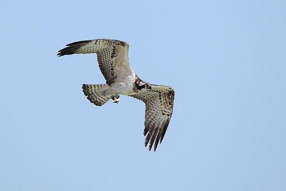 Osprey
