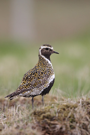 Golden Plover