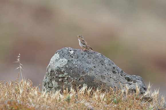 Rock Sparrow