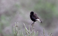 Black Wheatear
