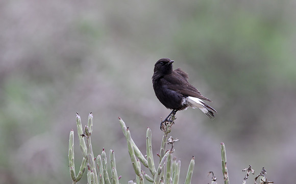 Black Wheatear