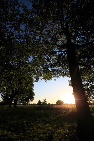 Wanstead Flats