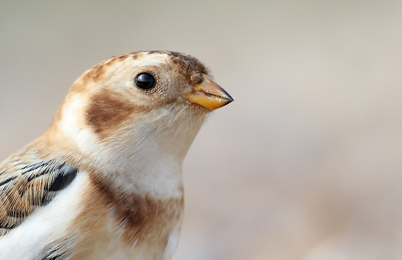 Snow Bunting