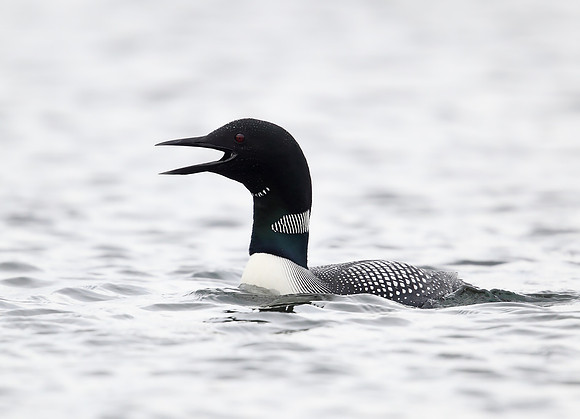 Great Northern Diver