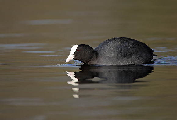 Coot