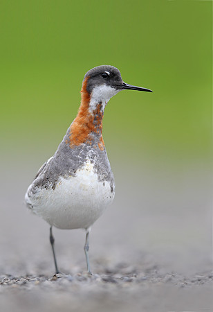 Red-necked Phalarope