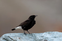 Black Wheatear