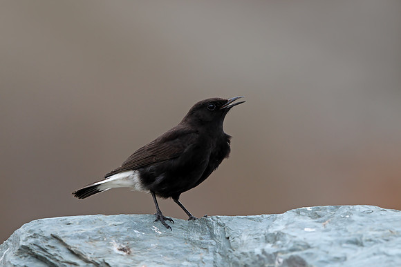 Black Wheatear