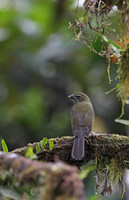 Antillean Saltator