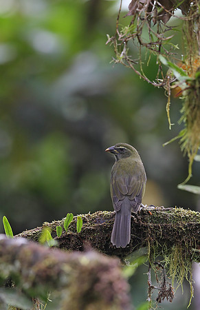Antillean Saltator